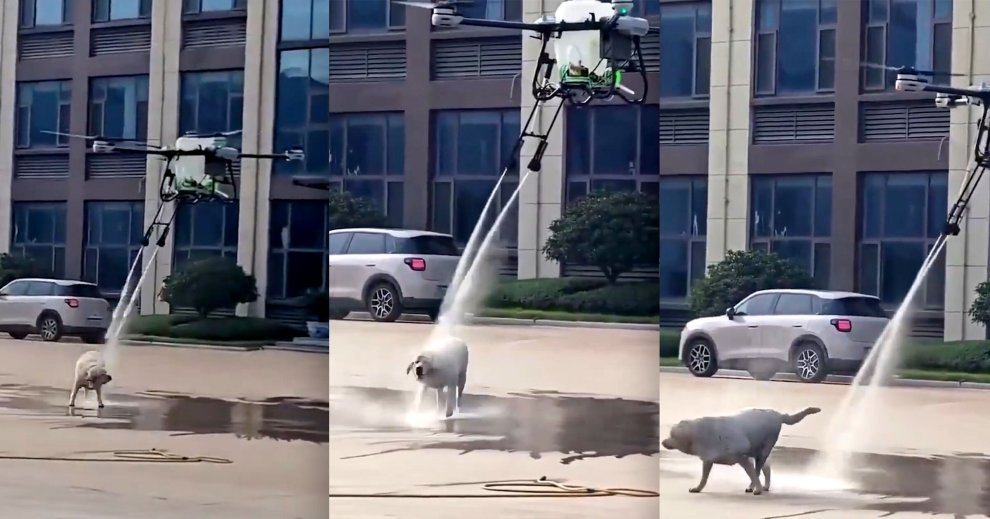 Video Shows Huge Drone Descending on Unsuspecting Dog and Blasting It With Water
