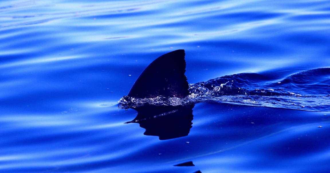 A shark fin sticking out of the water.