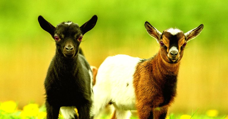 A color-treated photo of two baby goats.