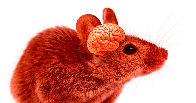 A photo illustration of a mouse with a human brain.