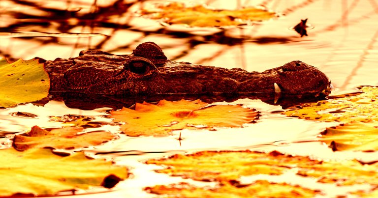 A color-treated photo of a crocodile.