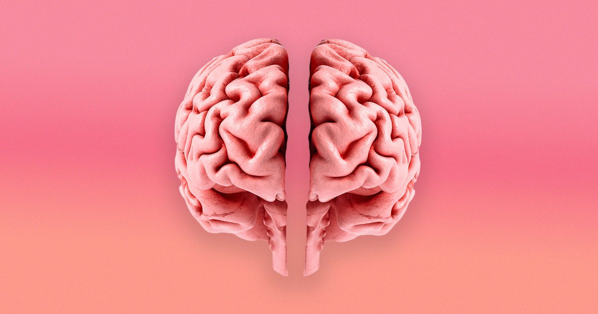 Stanford Scientists Find That the Human Brain Is Actually Two Separate Organs