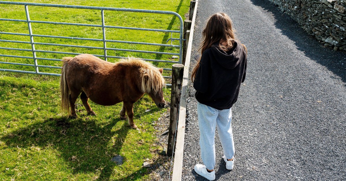 Scientists Claim That Three Minutes With a "Donkey or Small Horse" Can Save Teenagers From Depression