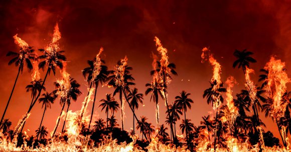 Intense flames engulf palm trees during the Los Angeles wildfires of 2025.