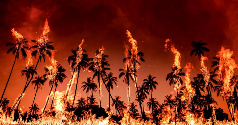 Intense flames engulf palm trees during the Los Angeles wildfires of 2025.
