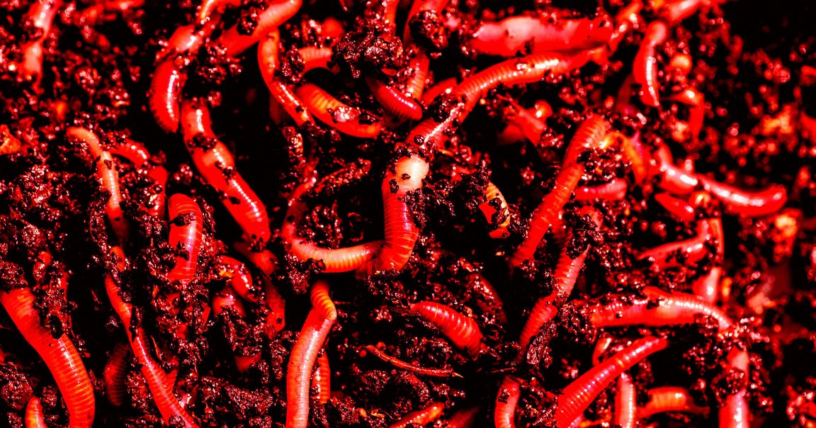 Earthworms in in soil.