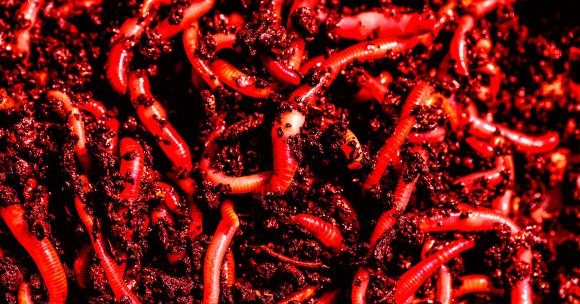 Earthworms in in soil.
