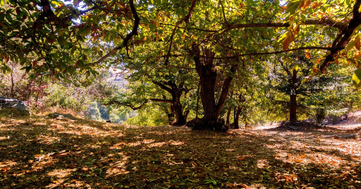 A chestnut grove in California.
