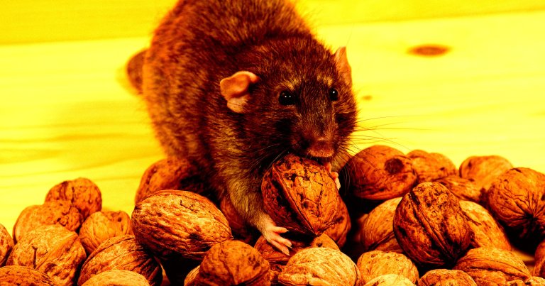 A rat holding a walnut.