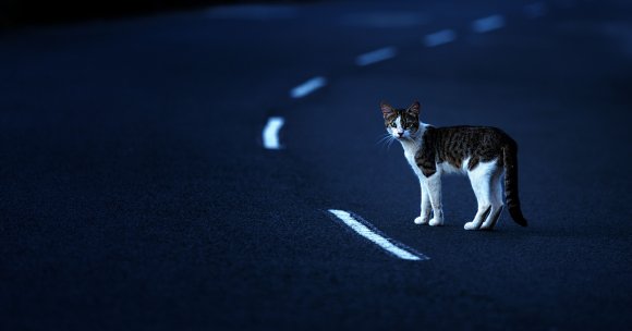 A cat crossing a street.
