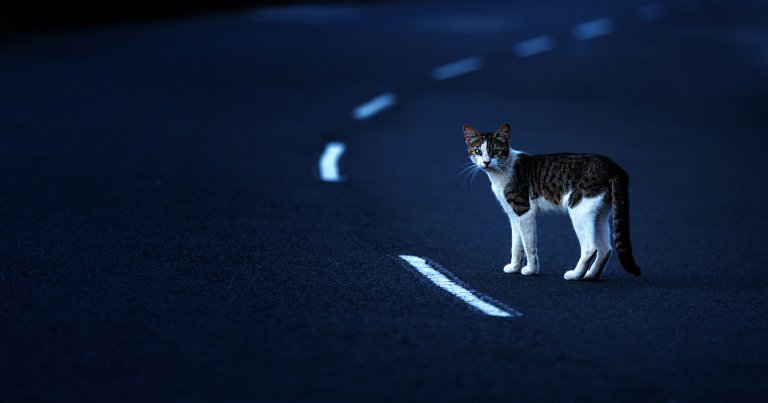 A cat crossing a street.