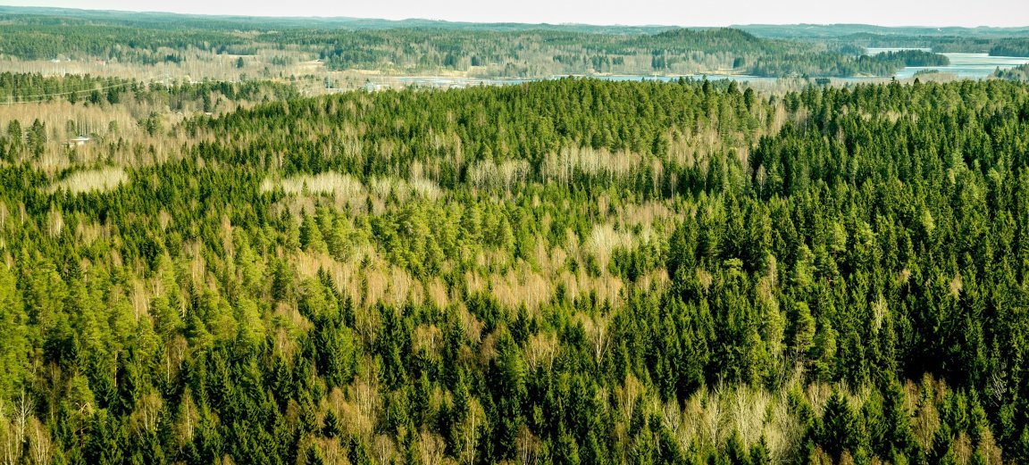A photo illustration shows a Finnish forest.