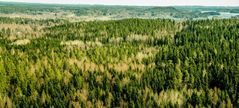 A photo illustration shows a Finnish forest.