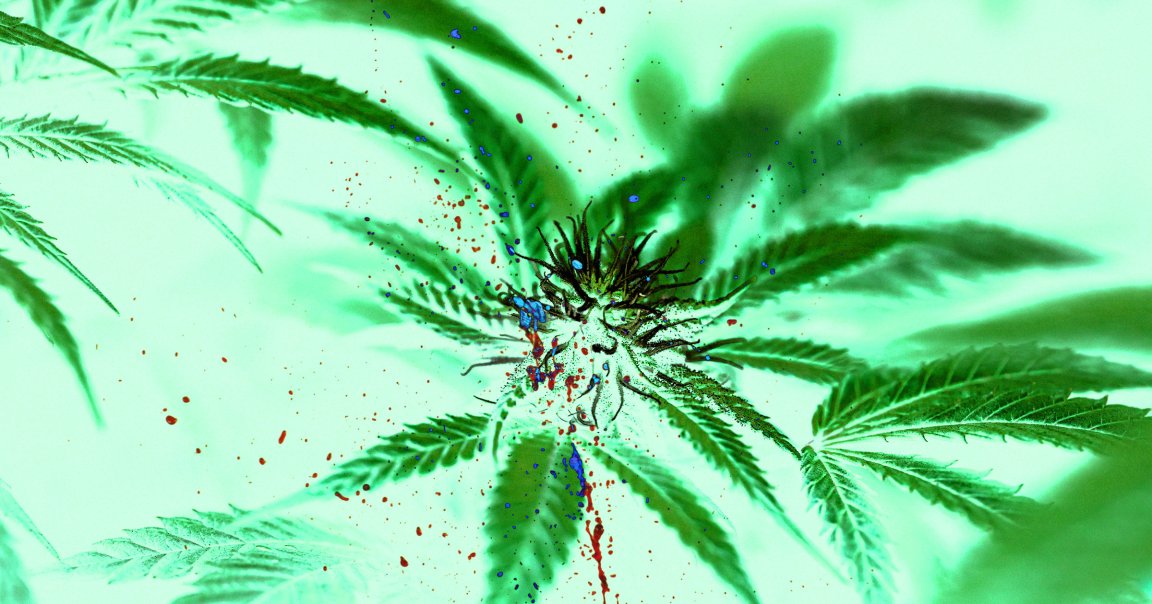 A photo illustration of blood splatter and marijuana plants.