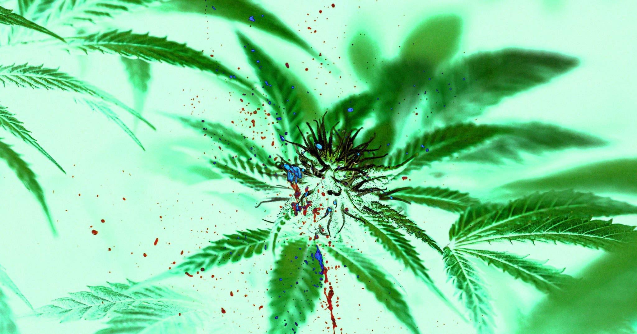 futurism.com - Victor Tangermann - Marijuana Linked to Rampant Violence