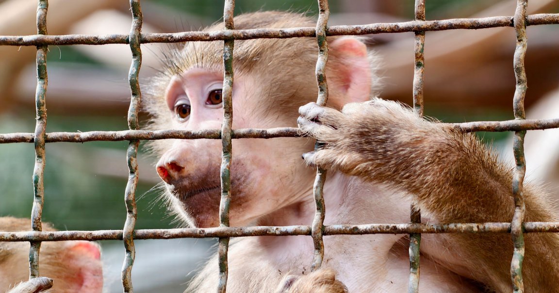 A macaque in a cage.