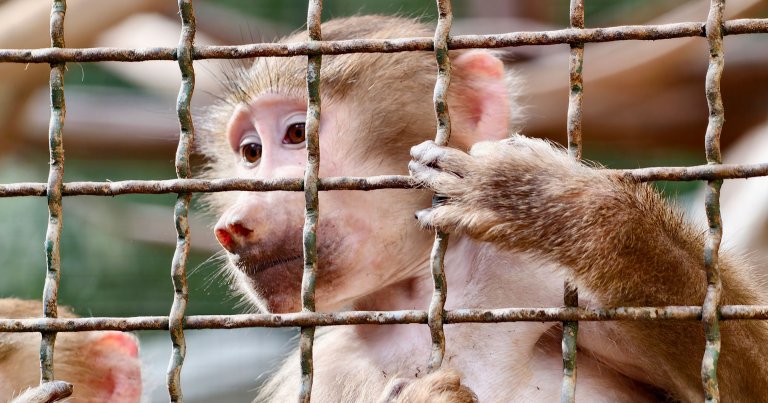 A macaque in a cage.