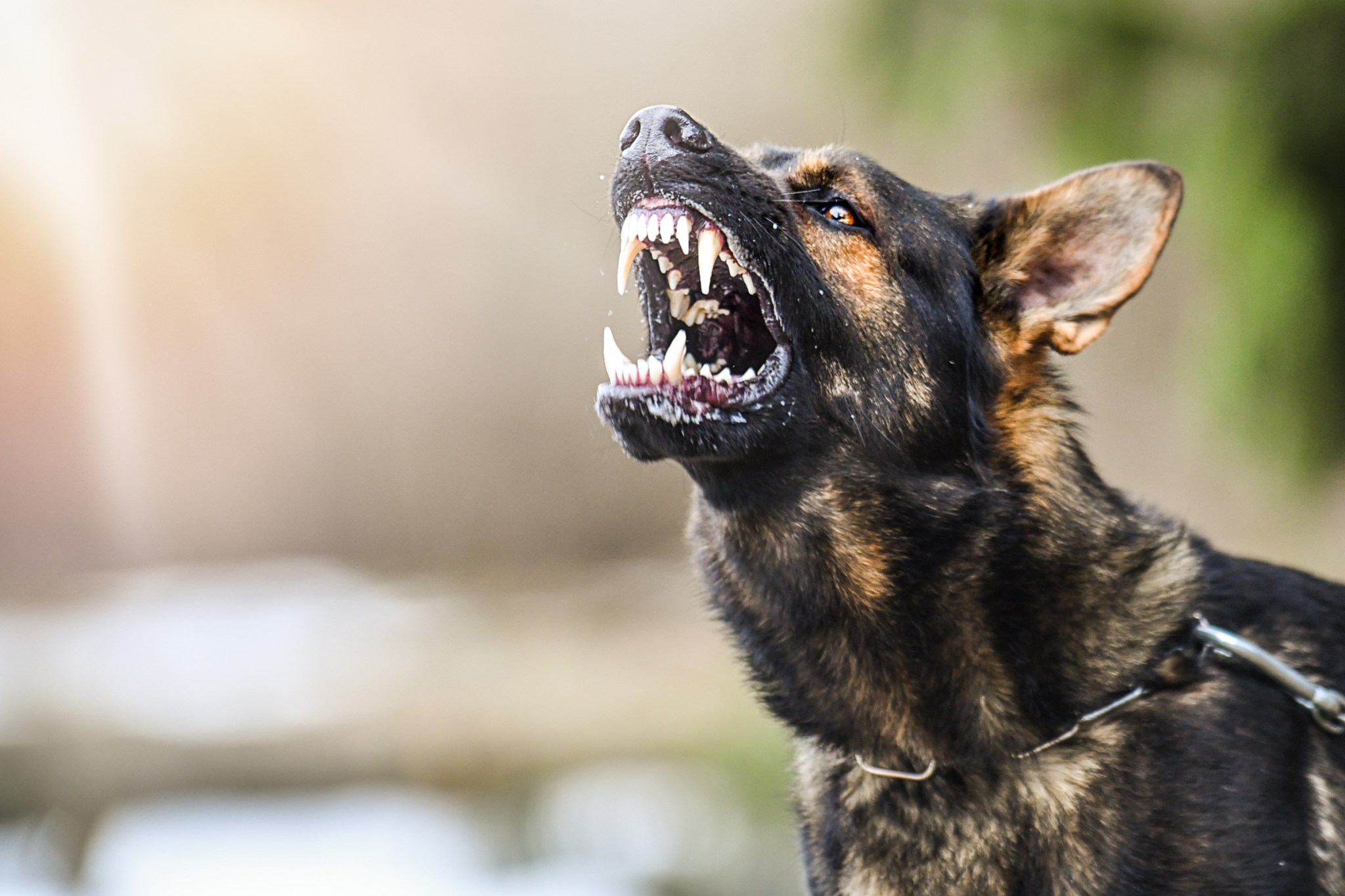 futurism.com - Joe Wilkins - Palmer Luckey Says He's Breeding Genetically Enhanced Dogs for the Military