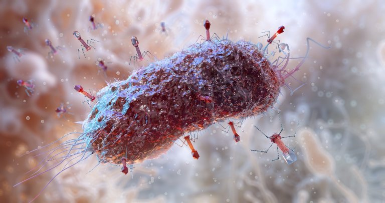 A digital illustration shows viruses attacking a bacterium.