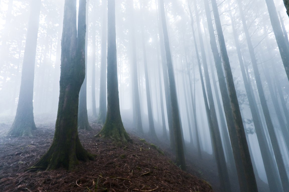 An illustration shows a forest scene obscured by mist.