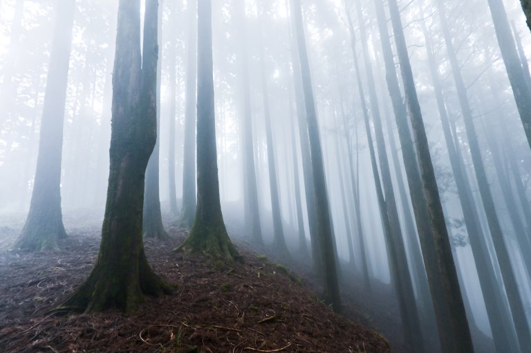 An illustration shows a forest scene obscured by mist.