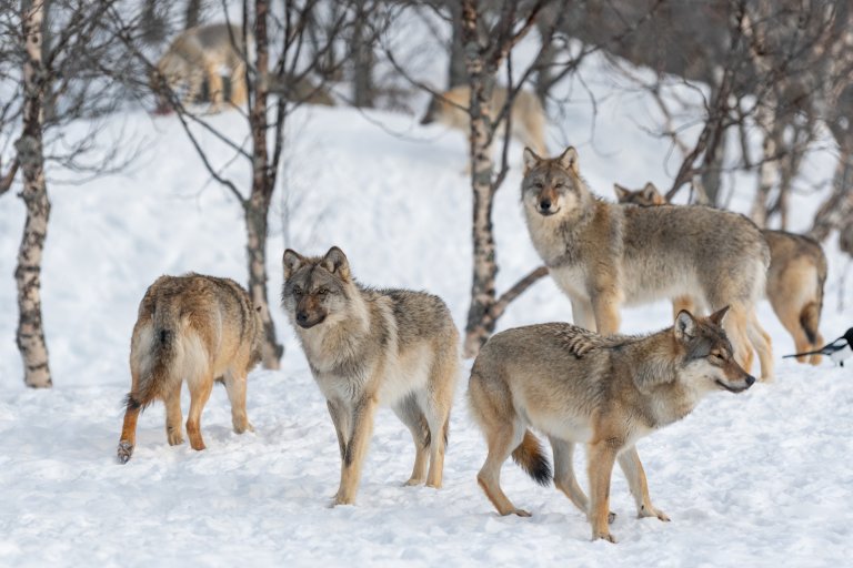 A photo shows wolves in a wintry environment.